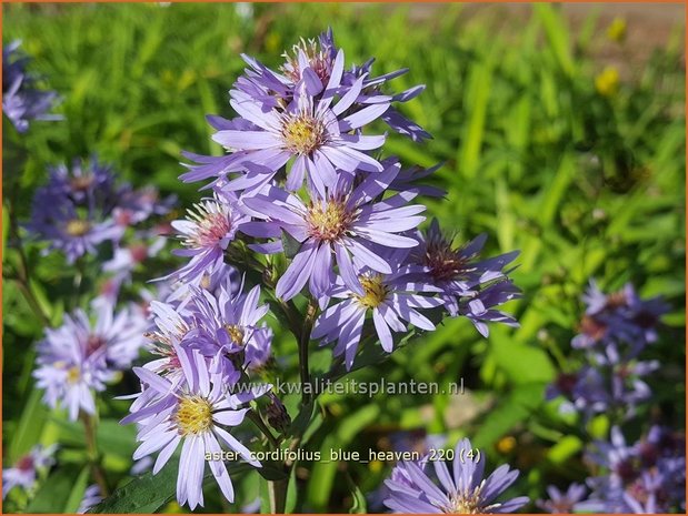 Aster cordifolius 'Blue Heaven' | Hartbladaster, Aster | Herzbl&auml;ttrige Schleier-Aster