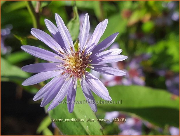 Aster cordifolius 'Blue Heaven' | Hartbladaster, Aster | Herzbl&auml;ttrige Schleier-Aster