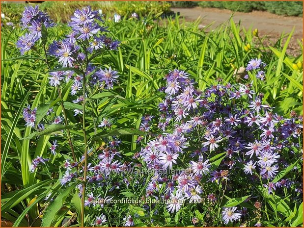 Aster cordifolius 'Blue Heaven' | Hartbladaster, Aster | Herzbl&auml;ttrige Schleier-Aster