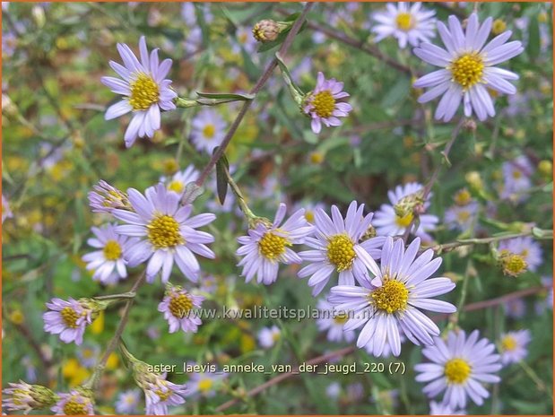 Aster laevis &#39;Anneke van der Jeugd&#39; | Gladde aster, Aster | Glatte Aster