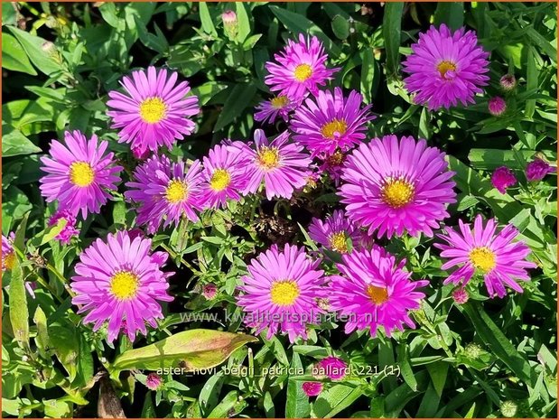 Aster novi-belgii &#39;Patricia Ballard&#39; | Nieuw-Nederlandse aster, Herfstaster, Aster | Glattblatt-Aster