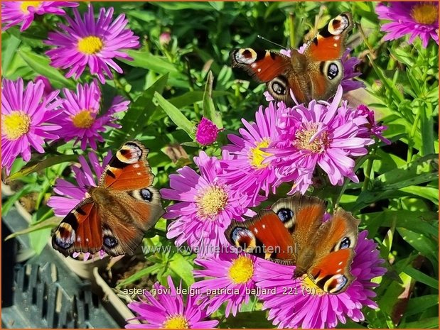 Aster novi-belgii &#39;Patricia Ballard&#39; | Nieuw-Nederlandse aster, Herfstaster, Aster | Glattblatt-Aster