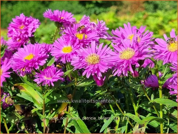 Aster novi-belgii &#39;Patricia Ballard&#39; | Nieuw-Nederlandse aster, Herfstaster, Aster | Glattblatt-Aster