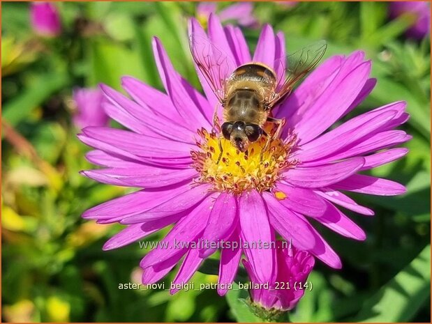 Aster novi-belgii &#39;Patricia Ballard&#39; | Nieuw-Nederlandse aster, Herfstaster, Aster | Glattblatt-Aster