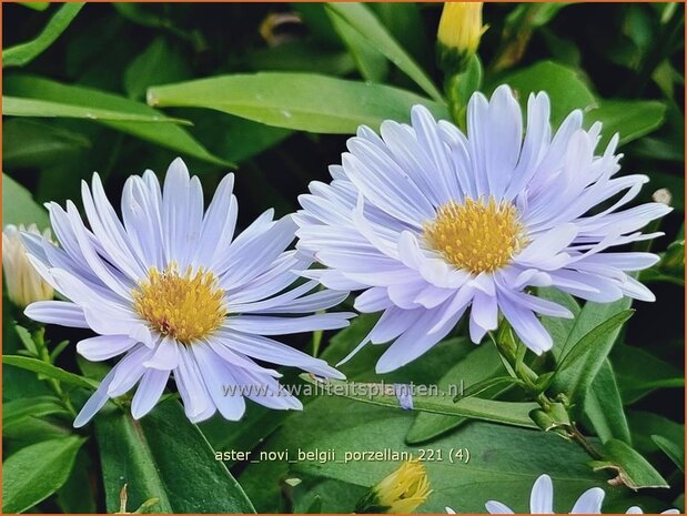 Aster novi-belgii 'Porzellan' | Nieuw-Nederlandse aster, Herfstaster, Aster | Glattblatt-Aster