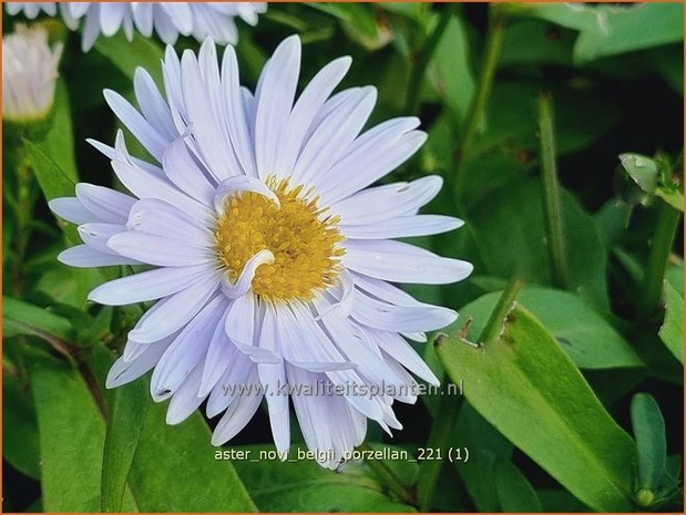Aster novi-belgii 'Porzellan' | Nieuw-Nederlandse aster, Herfstaster, Aster | Glattblatt-Aster