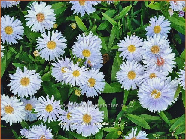 Aster novi-belgii 'Porzellan' | Nieuw-Nederlandse aster, Herfstaster, Aster | Glattblatt-Aster