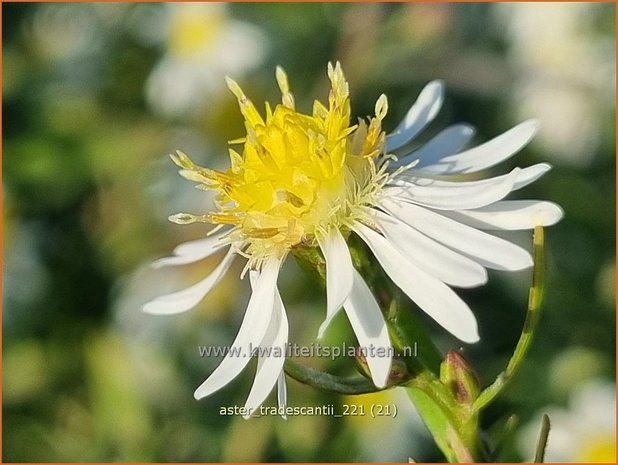 Aster tradescantii | Kleinbloemige aster, Aster | Waagerechte Herbst-Aster