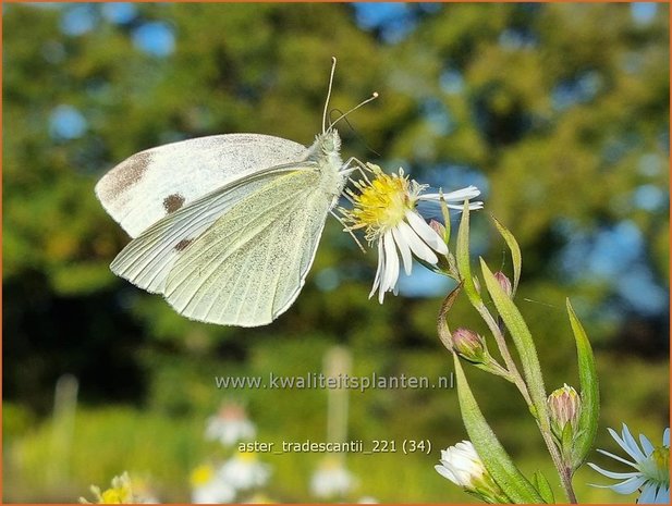Aster tradescantii | Kleinbloemige aster, Aster | Waagerechte Herbst-Aster