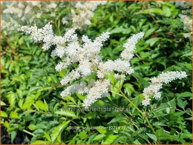 Astilbe &#39;Brautschleier&#39; | Pluimspirea, Spirea | Prachtspiere