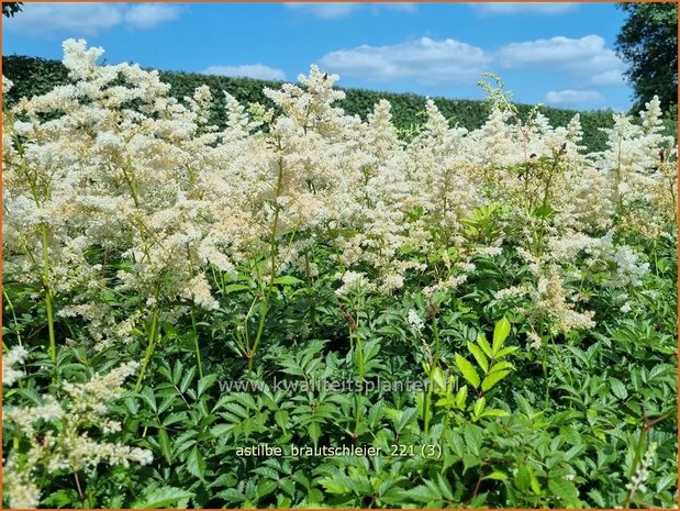 Astilbe &#39;Brautschleier&#39; | Pluimspirea, Spirea | Prachtspiere