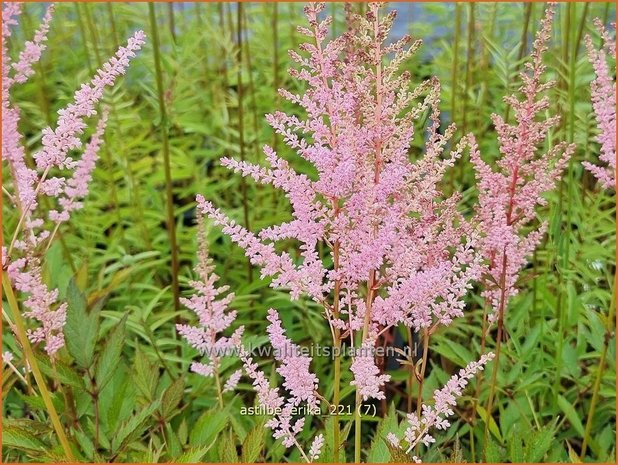 Astilbe 'Erika' | Pluimspirea, Spirea | Prachtspiere