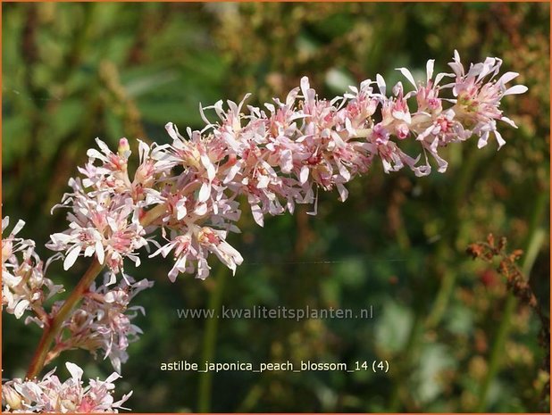 Astilbe &#39;Peach Blossom&#39; | Pluimspirea, Spirea | Prachtspiere