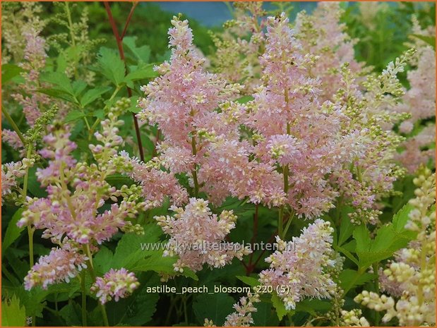 Astilbe &#39;Peach Blossom&#39; | Pluimspirea, Spirea | Prachtspiere