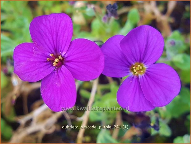 Aubrieta &#39;Cascade Purple&#39; | Blauwkussen | Blaukissen