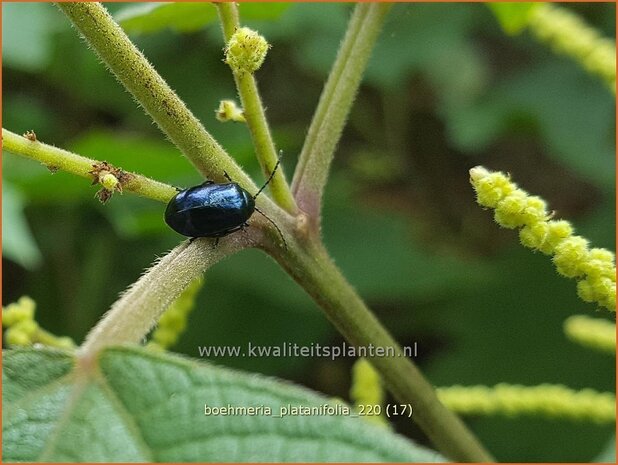 Boehmeria platanifolia | Valse netel | Scheinbrennessel