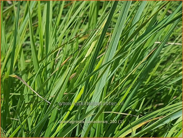 Calamagrostis canadensis | Struisriet | Blauknoten-Reitgras