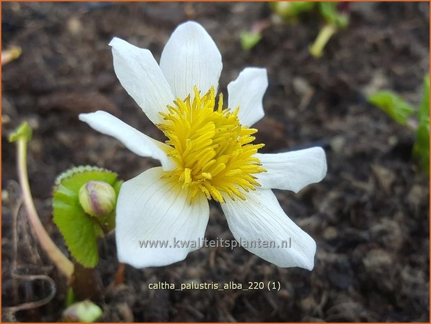 Caltha palustris 'Alba' | Dotterbloem | Sumpf-Dotterblume