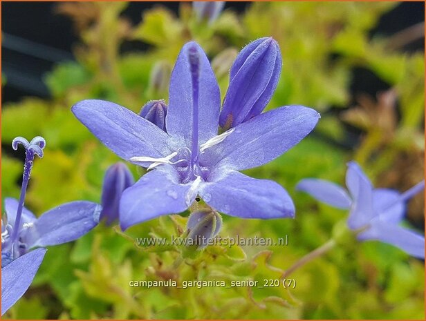 Campanula garganica &#39;Senior&#39; | Garganoklokje, Klokjesbloem | Polster-Glockenblume