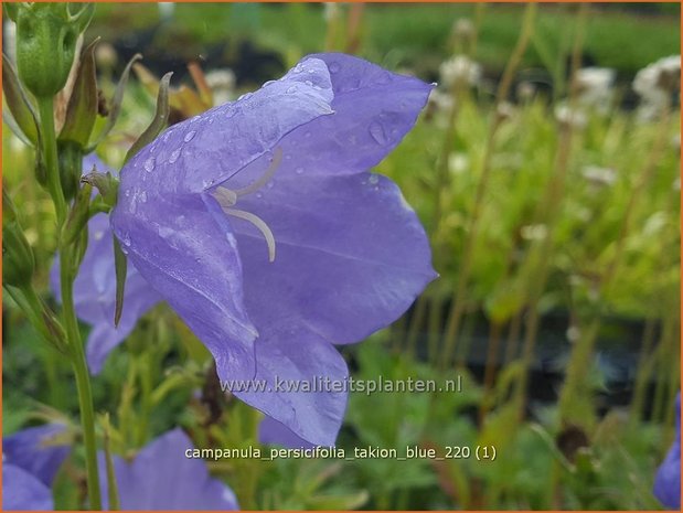 Campanula persicifolia 'Takion Blue' | Perzikbladklokje, Prachtklokje, Klokjesbloem | Pfirsichbl&auml;ttrige Glocke