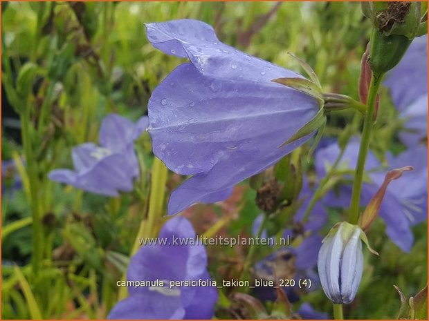 Campanula persicifolia 'Takion Blue' | Perzikbladklokje, Prachtklokje, Klokjesbloem | Pfirsichbl&auml;ttrige Glocke