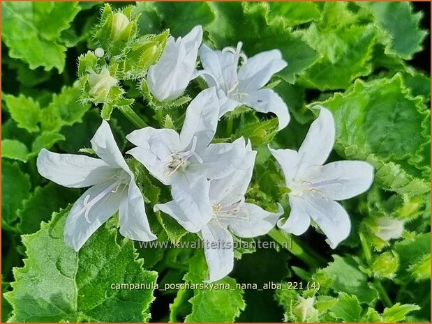 Campanula poscharskyana &#39;Nana Alba&#39; | Kruipklokje, Servisch klokje, Klokjesbloem | Hängepolster-Glockenblume