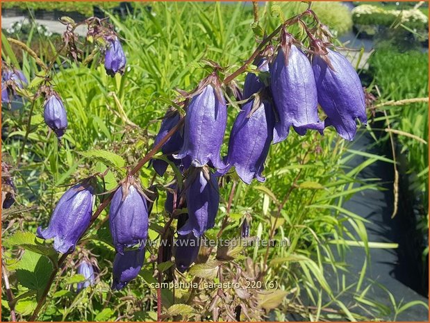 Campanula 'Sarastro' | Klokjesbloem | Glockenblume