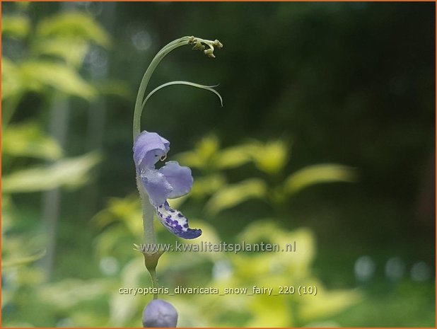 Caryopteris divaricata &#39;Snow Fairy&#39; | Blauwe spirea, Blauwbaard, Baardbloem | Bartblume