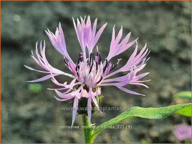 Centaurea montana &#39;Carnea&#39; | Bergkorenbloem, Bergcentaurie, Korenbloem, Centaurie | Berg-Flockenblume