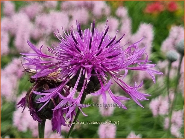 Centaurea scabiosa | Korenbloem, Centaurie | Skabiosen-Flockenblume