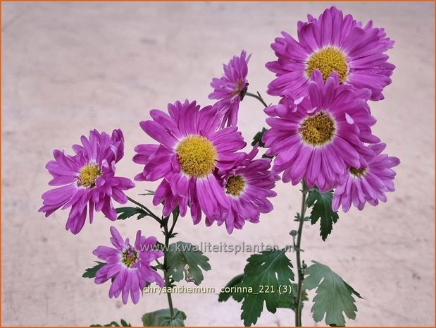 Chrysanthemum &#39;Corinna&#39; | Tuinchrysant, Chrysant | Herbstchrysantheme