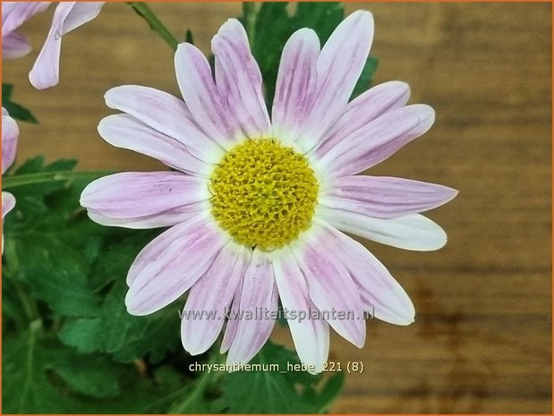 Chrysanthemum &#39;Hebe&#39; | Tuinchrysant, Chrysant | Herbstchrysantheme