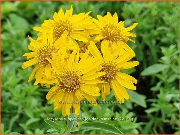 Chrysopsis speciosa &#39;Golden Sunshine&#39; | Goudaster | Zottiges Goldauge