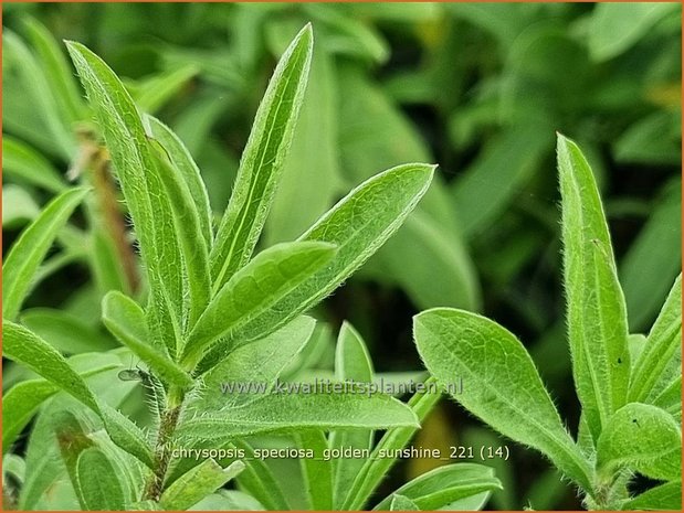 Chrysopsis speciosa &#39;Golden Sunshine&#39; | Goudaster | Zottiges Goldauge