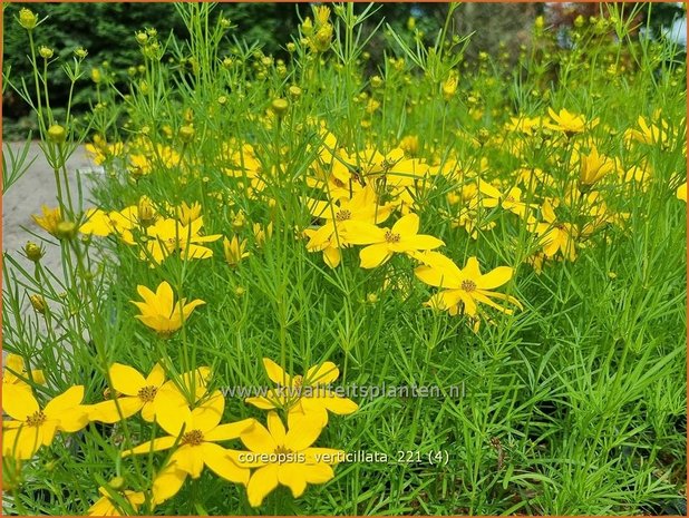 Coreopsis verticillata | Meisjesogen | Quirlbl&auml;ttriges M&auml;dchenauge