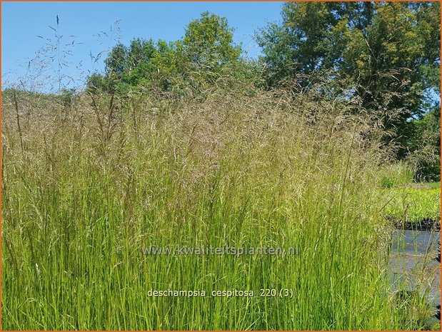 Deschampsia cespitosa | Ruwe smele, Smele | Waldschmiele