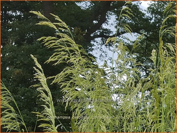 Deschampsia cespitosa 'Goldschleier' | Ruwe smele, Smele | Waldschmiele