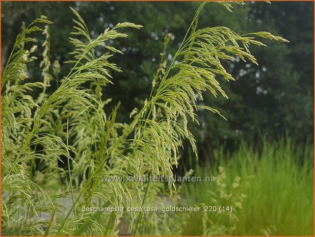 Deschampsia cespitosa 'Goldschleier' | Ruwe smele, Smele | Waldschmiele