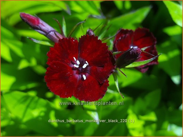 Dianthus barbatus 'Monksilver Black' | Duizendschoon, Anjer | Bartnelke