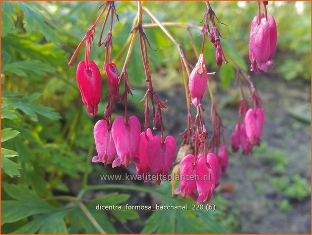 Dicentra formosa 'Bacchanal' | Gebroken hartje, Tranend hartje | Sch&ouml;ne Herzblume