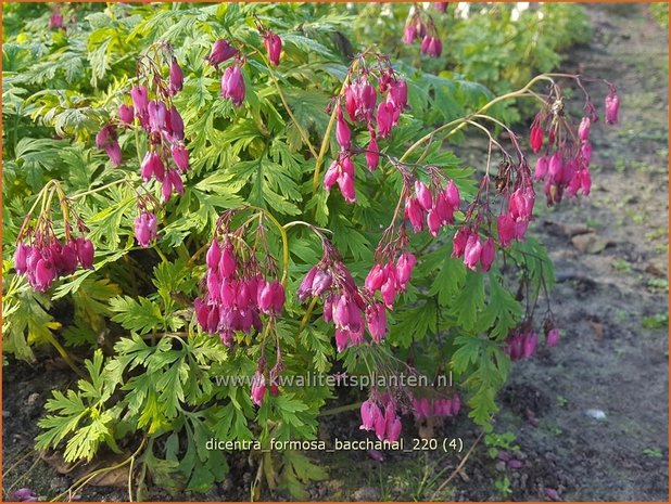 Dicentra formosa 'Bacchanal' | Gebroken hartje, Tranend hartje | Sch&ouml;ne Herzblume