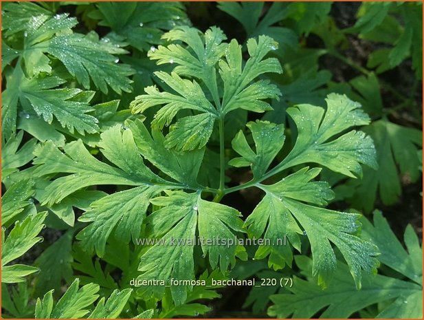 Dicentra formosa 'Bacchanal' | Gebroken hartje, Tranend hartje | Sch&ouml;ne Herzblume