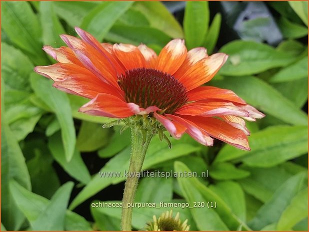 Echinacea purpurea 'Flamingo' | Rode zonnehoed, Zonnehoed | Roter Sonnenhut