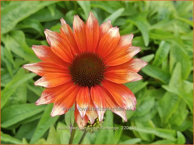 Echinacea purpurea 'Flamingo' | Rode zonnehoed, Zonnehoed | Roter Sonnenhut