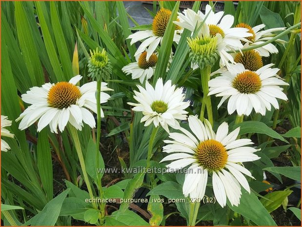 Echinacea purpurea 'JS Ivo's Poem' | Rode zonnehoed, Zonnehoed | Roter Sonnenhut