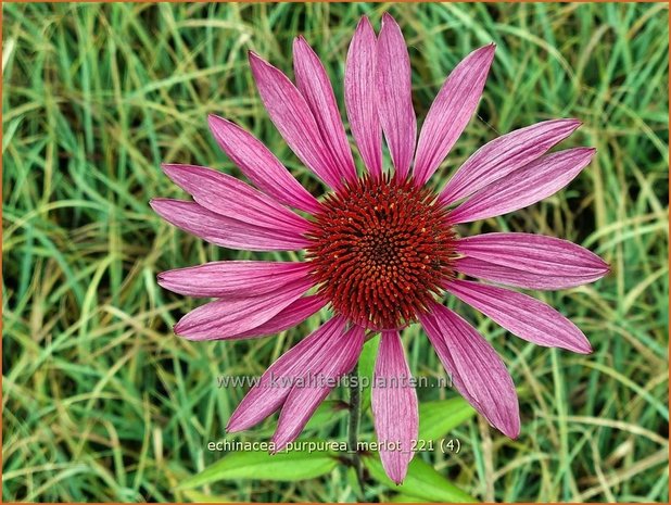 Echinacea purpurea &#39;Merlot&#39; | Rode zonnehoed, Zonnehoed | Roter Sonnenhut