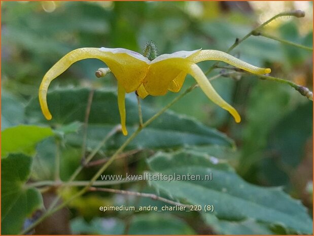 Epimedium 'Andr&eacute; Charlier' | Elfenbloem | Elfenblume