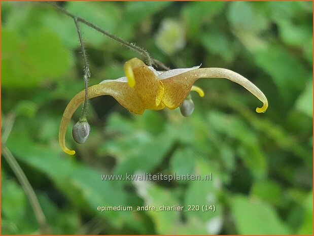 Epimedium 'Andr&eacute; Charlier' | Elfenbloem | Elfenblume