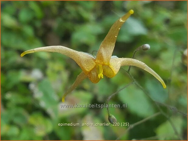 Epimedium 'Andr&eacute; Charlier' | Elfenbloem | Elfenblume