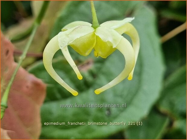 Epimedium franchetii 'Brimstone Butterfly' | Elfenbloem | Elfenblume | Barrenwort